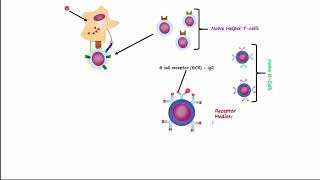 Adaptive Immunity Part 1  Humoral Immunity [upl. by Lakim]