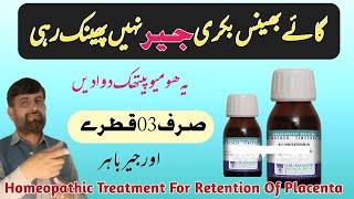 Homeopathic Treatment For جیر In Cattle Buffalo  Retained Placenta Homeopathic Treatment [upl. by Cecilius]