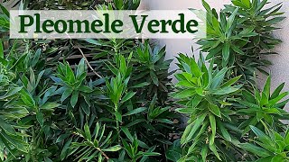 Pleomele Verde Dracena [upl. by Monto]