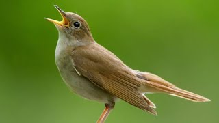 Nightingale Songbird  Common Nightingale Singing  Singing Nightingale  Nightingale Sound [upl. by Winzler]