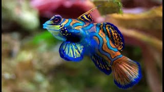 Mandarin Fish A Colorful Marvel of the Ocean [upl. by Quigley]