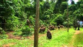 Cross River State of Nigeria Africa Rediscovered  Part 1 [upl. by Nialb499]