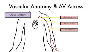 Hemodialysis Access 101 02  Vascular Anatomy amp AV Access [upl. by Herrera]