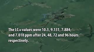 Determination of Acute Toxicity of Metasystox among Freshwater Fish Nemacheilus botia [upl. by Reta542]