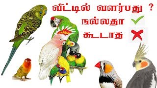 pet birds living in home right or wrong in Tamil budgies finches cockatiel loveird birdstamil [upl. by Klein354]