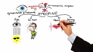 Pharmacology  ANTICHOLINERGIC amp NEUROMUSCULAR BLOCKING AGENTS MADE EASY [upl. by Haelahk166]