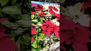 Poinsettia plant options are plentiful for Christmas [upl. by Enajiram]