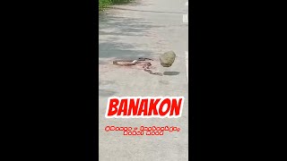 Closed Encounter of King Cobra Banakon [upl. by Nomrah]