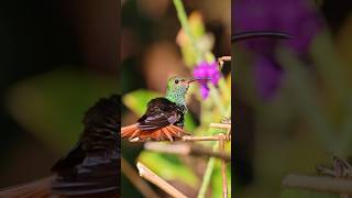 Beautiful Rufoustailed hummingbird in Costa Rica cleaning up Shorts hummingbird wildlifeshorts [upl. by Grove912]