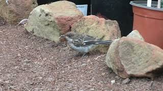 Juvenile Fiscal Flycatcher [upl. by Nyliahs]