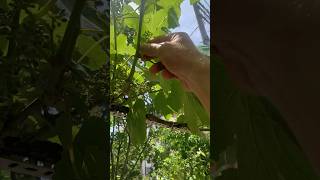 Üzümde yaz budaması nasıl yapılır  koltuk alma  summer pruning vines [upl. by Erroll]