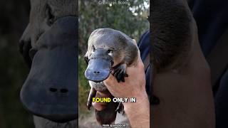 Meet the Platypus The Venomous EggLaying Mammal of Australia [upl. by Ahsikel]