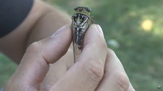 Sounds of the cicada [upl. by Sheff]