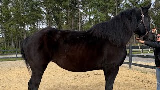 Percheron mare driving [upl. by Eceerahs]