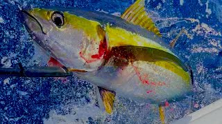 TUNA CHAOS Yellowfin Tuna 100 Miles Offshore [upl. by Nickey]