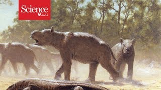 Giant wombatlike creatures migrated across Australia 300000 years ago [upl. by Aihsenet]