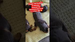 Rottie Puppies Tail Docking amp Dewclaw Removal rottweilerpuppy puppies puppy rottweiler pups [upl. by Henigman787]