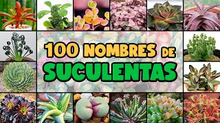 100 PLANTAS SUCULENTAS y su NOMBRE CIENTÍFICO [upl. by Vharat475]