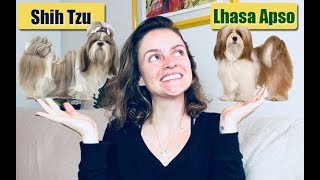 Shih tzu e Lhasa Apso [upl. by Linneman]