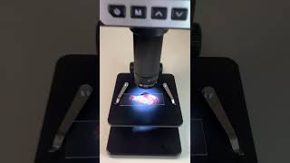 ROGNONS de boeuf au microscope 😱 bestvideo fyp microscope pourtoi satisfyingvideo [upl. by Atinhoj]