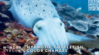 Hypnotic Cuttlefish Color Changes 🦑 Wonderstruck  BBC America [upl. by Deron]