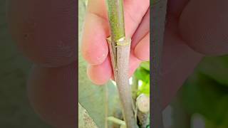 Bark Grafting Stem tree very easy grafting [upl. by Donohue]