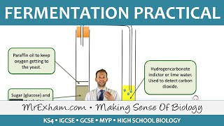 Biotechnology  Fermentation Practical  GCSE Biology 91 [upl. by Desirea494]