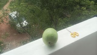 Harvesting of Vellai Poosanikai Ash Gourd [upl. by Longo840]