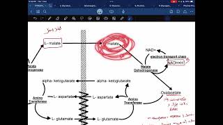 Malate aspartate shuttle [upl. by Ailahs]