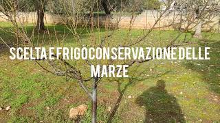 INNESTI SCEGLIERE LE MARZE E FRIGOCONSERVARLE [upl. by Fayette]