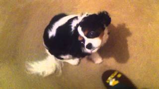 Cavalier King Charles Cyrinx Malfromation  Syringomyellia [upl. by Ailgna]