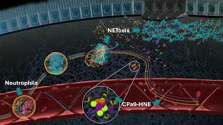 Neutrophils and Neutrophil Extracellular Traps NETs in IBD  Serum Calprotectin CPa9HNE Biomarker [upl. by Poland14]