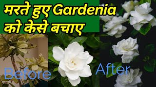 मारता हुआ GandhrajGardenia Plant को हरा भरा और फ़ूलों pe केसे लाए [upl. by Trevah509]