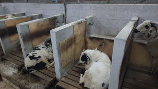 Amingad sheep farm in bagloor near Bangalore [upl. by Carpenter]