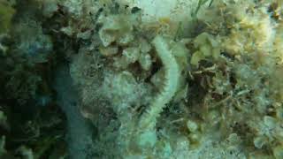 September 2024 Fireworm snorkeling negril jamaica [upl. by Harms462]