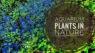 Aquarium plants in nature  aqua fanatic [upl. by Luapnoj]