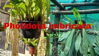 How to mount Pholidota imbricata [upl. by Krys695]