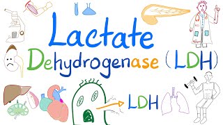 Lactate Dehydrogenase LDH  Organ Damage  Biochemistry Labs Clinical significance [upl. by Eldoria]