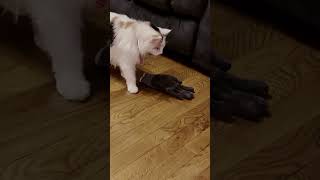 cat sees glove for first time [upl. by Witty952]