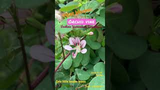 ‘Orchid Vine’ Bauhinia Yunnanensis Corymbosa bloom ‘Butterfly wings’ leaves cute but HARDY vines [upl. by Hcaz652]