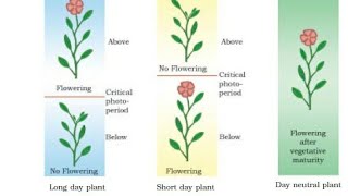 Easy Mnemonic Tricks to remember Photoperiodism LDP  SDP  DNP class11plant growthampdevelopment [upl. by Raynell]