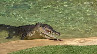 Graham The Crocodile Has Endless Energy Australia Zoo [upl. by Owen]