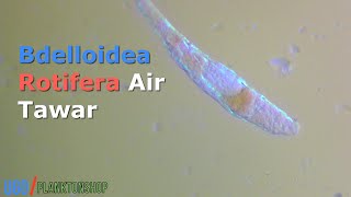 Bdelloidea Rotifera Air Tawar [upl. by Woodley]