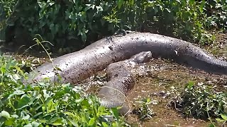 6 COBRAS GIGANTES CAPTURADAS NO BRASIL [upl. by Valene]