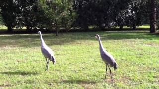 The Very Vocal Florida Sandhill Crane [upl. by Eiramyelhsa]