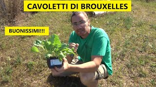 Come piantare i cavoli di Bruxelles nellorto  Tutorial Agricoltura [upl. by Desma]