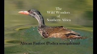 African Finfoot Podica senegalensis [upl. by Elaynad]