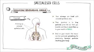 SPECIALISED CELLS Edexcel 91 GCSE Biology Topic 1 Key Concepts in Biology [upl. by Anael]