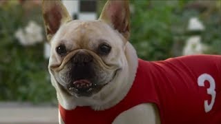 10 Funny Dog Commercials [upl. by Natasha163]