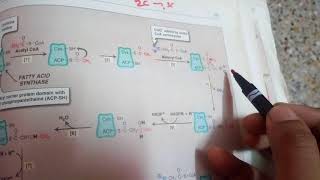 FATTY ACID SYNTHESIS in easiest way part 2main process [upl. by Eseela]